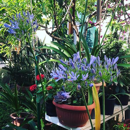 Casa Fornaciari Bed & Breakfast Viareggio Dış mekan fotoğraf