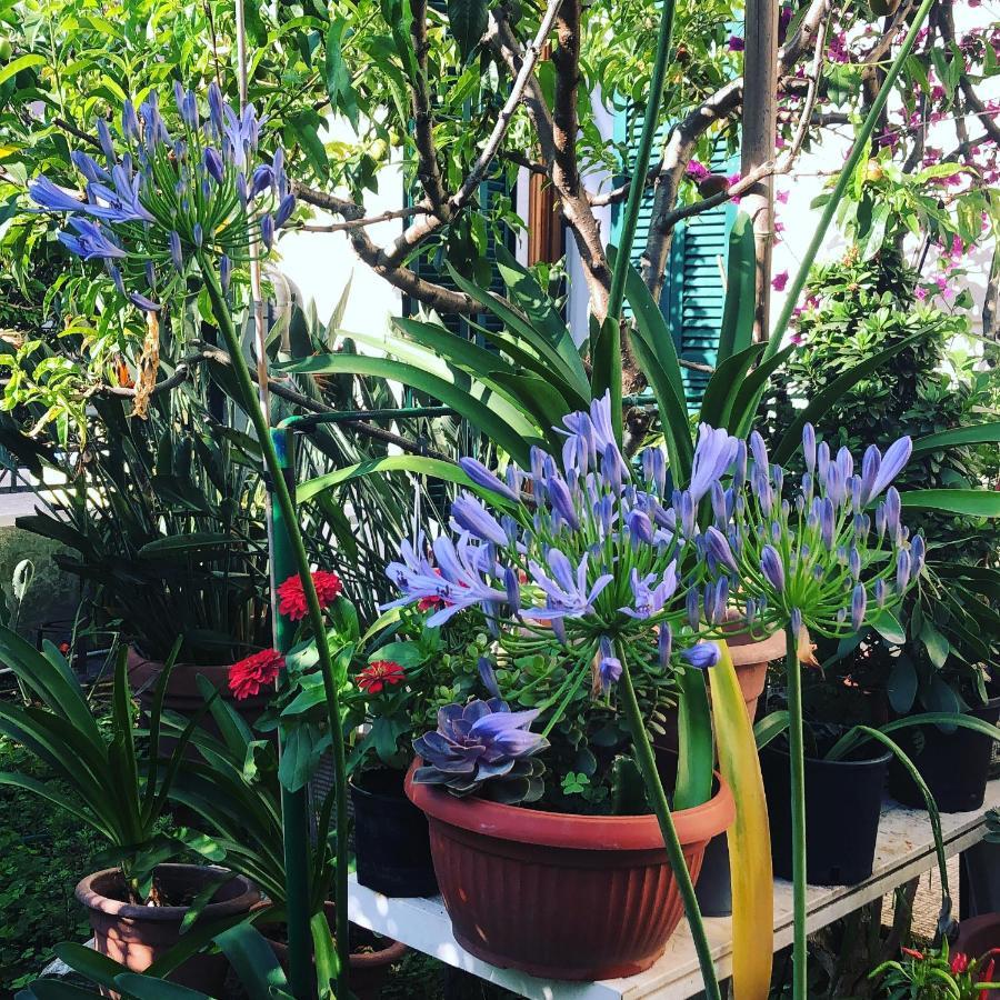 Casa Fornaciari Bed & Breakfast Viareggio Dış mekan fotoğraf